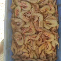 میگو