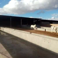 پانسیون اسب و آموزش سوارکاری