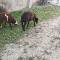 گوسفند