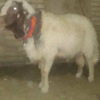 قوچ سنجابی