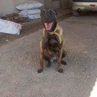 توله سگ مالینویز