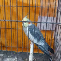 عروس پول نقدی