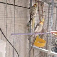 یه جفت عروس هلندی خونگی وجوجه هاش