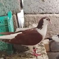 کفتر