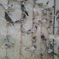 کبوتر یا کفتر سرور دورگ پلاکی