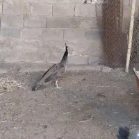 طاوس ماده