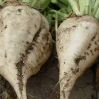 بذر چغندر پوما