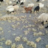 خرجین|اشیا|مود, |دیوار
