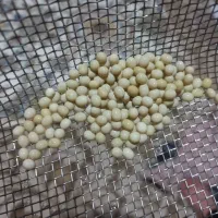 خاویار حلزون آلبینو خانگی کاملا سالم