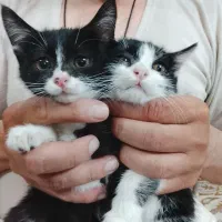 بچه گربه