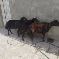 گوسفند میش