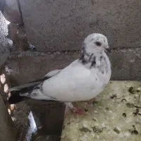 چهار تا کاشونی معاوضه با یجفت طوقی