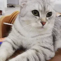 گربه اسکاتیش