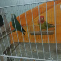کوتوله کارداده به شرط تخم و جوجه