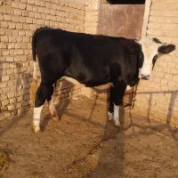 گوساله سیمینتال ماده