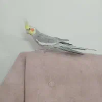 عروس هلندی سخن گو
