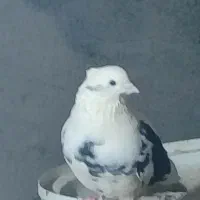 کفتر پرشتی تیرماهی