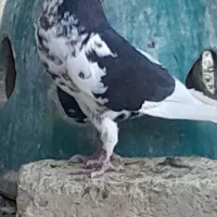کفتر