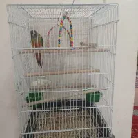 قفس کاسکویی بزرگ با وسایل