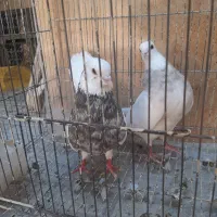 کبوتر طوقی و سینه دم قهویی