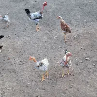 خروس گردن لختی و نیمچه