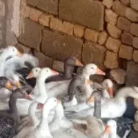 غاز قاز