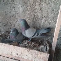 کبوتر نروماده سبز کاشانی عطیقه پرش بالا میل بازیکن