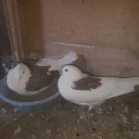 کبوتر تیکه پاره