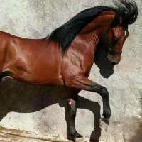 آموزش سوارکاری و پانسیون