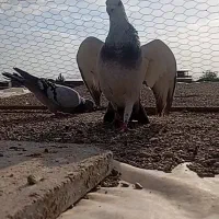 نرماده
