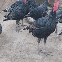 فروش بوقلمون برنزه