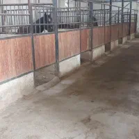 پانسیون اسب