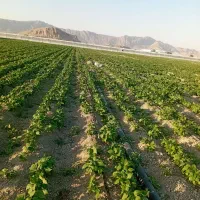 کارشناسی و تغذیه سیفی جات و گلخانه
