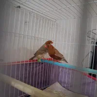 فنچ فول اورنج و هاف