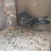 کبوتر|پرنده|کوهدشت, |دیوار