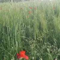 چیدن علف‌های هرز به صورت رایگان یا با هزینه کمتر