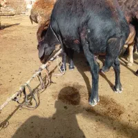 کاور افشاری