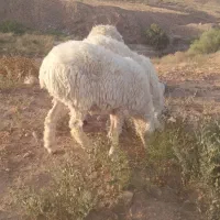 یک راس بره ماده