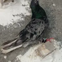نرماده دم سفید ..