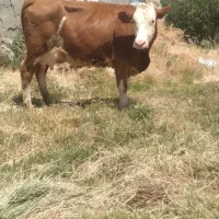 گاو سمینتال شیری. شکم اول با گوساله سمینتال نر