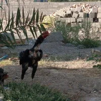 خروس    نسل دار