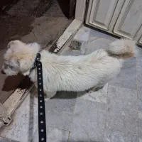 فروش سگ ‌