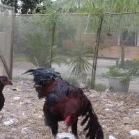یک عدد خروس لاری