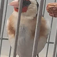 قناری سره ماده جوجه قفس