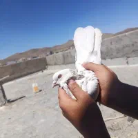 کبوتر