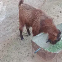 بز نر