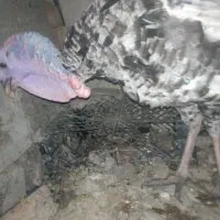 پرنده|حیوانات مزرعه|سراوان, |دیوار