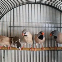 فنچ کرواتی
