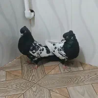 سینه|پرنده|اسفراین, |دیوار