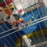 پرنده دارم زینتی معاوضه با گرینچیک یا ملنگو